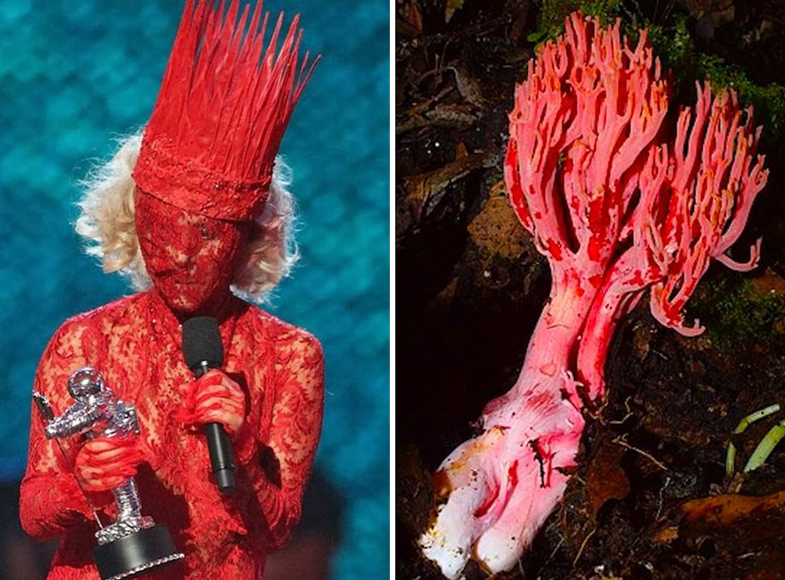 Someone Is Comparing Lady Gaga To Mushrooms And The Result Is A Lot Of Fun (21 Pics)