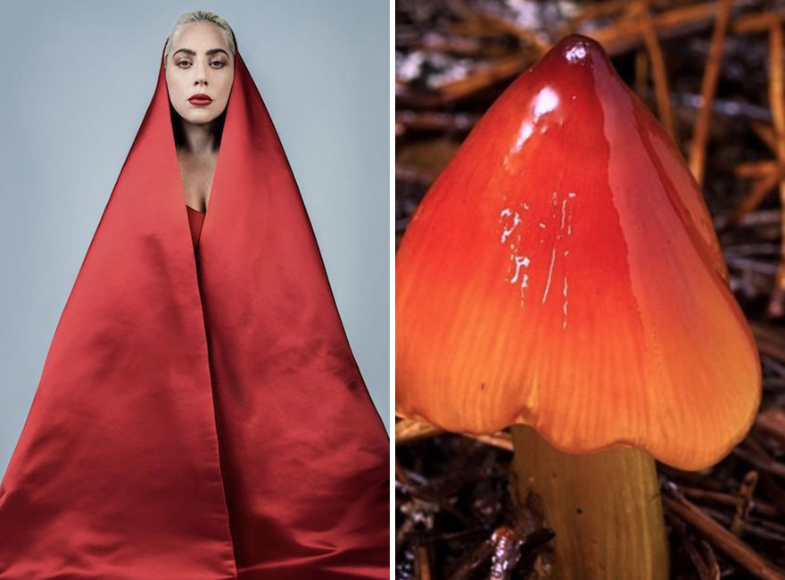 Someone Is Comparing Lady Gaga To Mushrooms And The Result Is A Lot Of Fun (21 Pics)