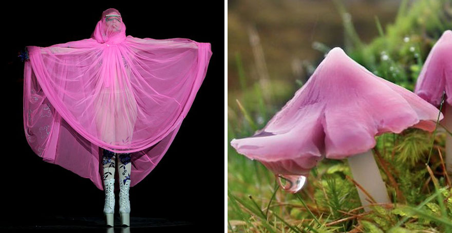 Someone Is Comparing Lady Gaga To Mushrooms And The Result Is A Lot Of Fun (21 Pics)