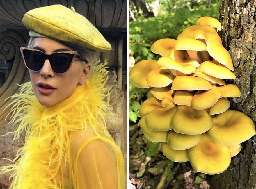 Someone Is Comparing Lady Gaga To Mushrooms And The Result Is A Lot Of Fun (21 Pics)