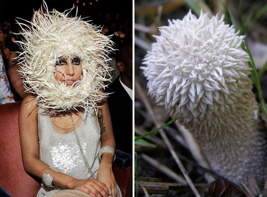 Someone Is Comparing Lady Gaga To Mushrooms And The Result Is A Lot Of Fun (21 Pics)