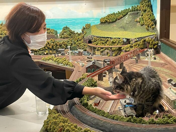 Stray Cats Saved A Diorama Restaurant During The Pandemic By Simply Lounging On The Miniature Models Stray Cats Saved A Diorama Restaurant During The Pandemic By Simply Lounging On The Miniature Models