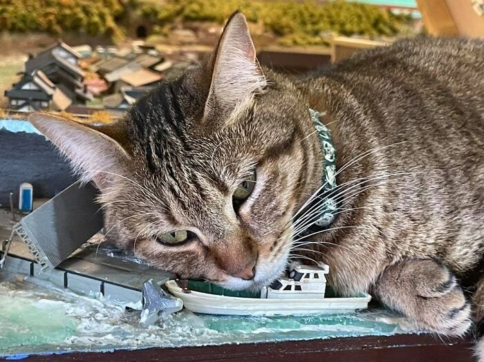 Stray Cats Saved A Diorama Restaurant During The Pandemic By Simply Lounging On The Miniature Models