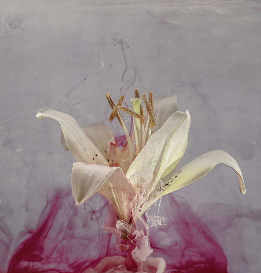 Water’s Flowers. 2nd Place, Nature