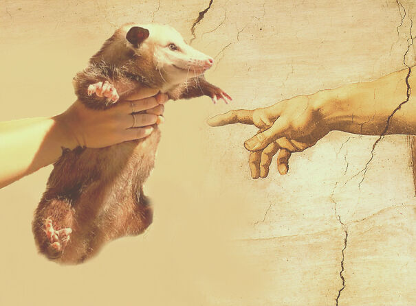 The-Creation-of-Possum-62018fb0b3046-png.jpg