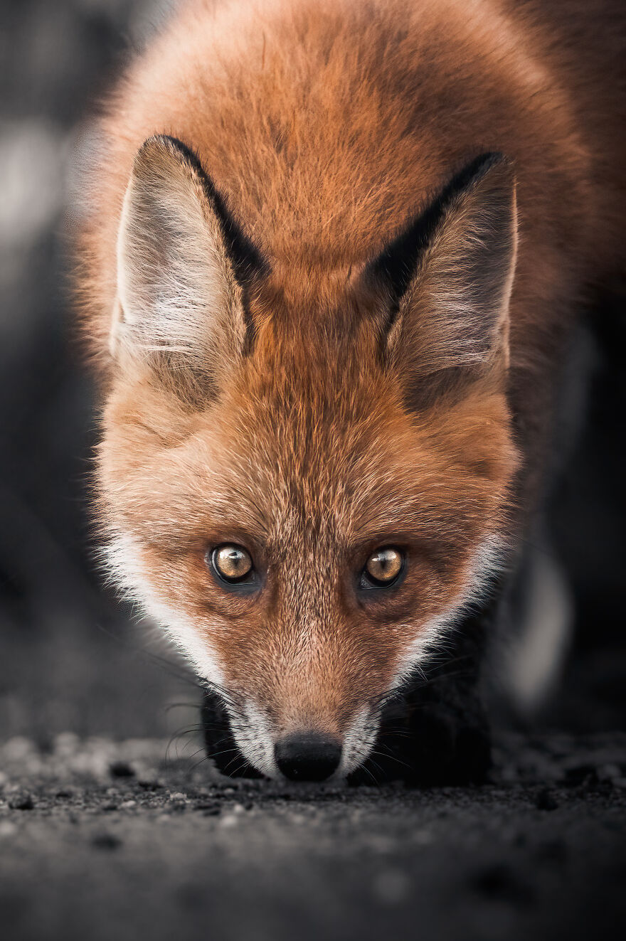 After 3 Years Of Tracking And Studying Red Foxes, I Have Finally Earned Their Trust To Photograph Them Up Close (26 Pics)