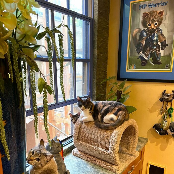 This Man Designed A Purrfect House For His 20-Plus Rescue Cats This Man Designed A Purrfect House For His 20-Plus Rescue Cats