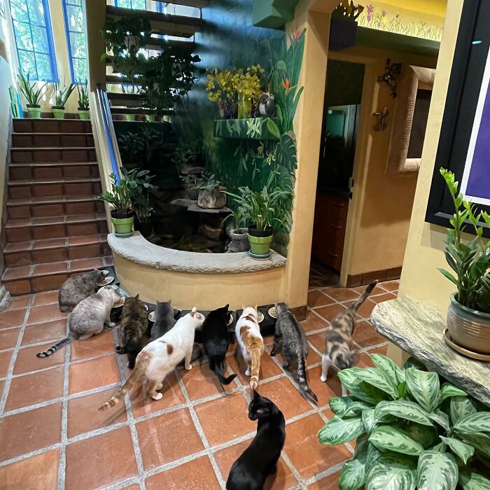 This Man Designed A Purrfect House For His 20-Plus Rescue Cats This Man Designed A Purrfect House For His 20-Plus Rescue Cats