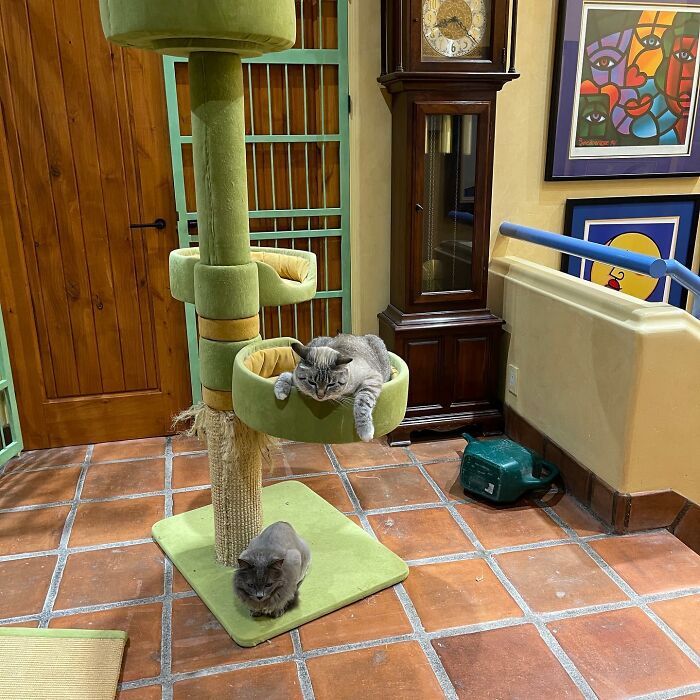 This Man Designed A Purrfect House For His 20-Plus Rescue Cats