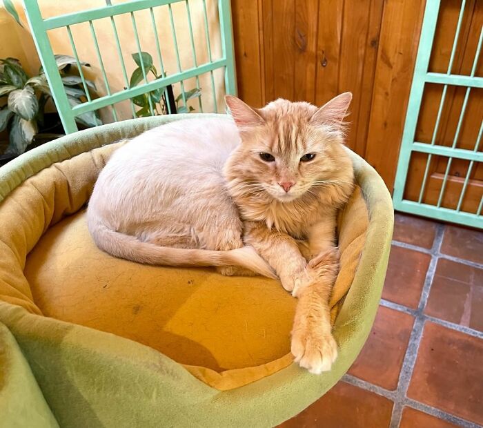 This Man Designed A Purrfect House For His 20-Plus Rescue Cats This Man Designed A Purrfect House For His 20-Plus Rescue Cats