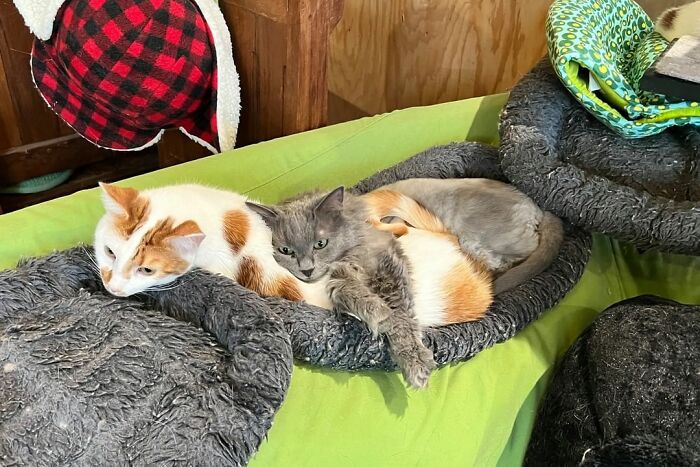 This Man Designed A Purrfect House For His 20-Plus Rescue Cats This Man Designed A Purrfect House For His 20-Plus Rescue Cats