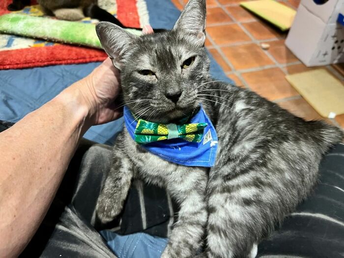 This Man Designed A Purrfect House For His 20-Plus Rescue Cats This Man Designed A Purrfect House For His 20-Plus Rescue Cats