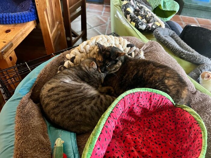 This Man Designed A Purrfect House For His 20-Plus Rescue Cats This Man Designed A Purrfect House For His 20-Plus Rescue Cats