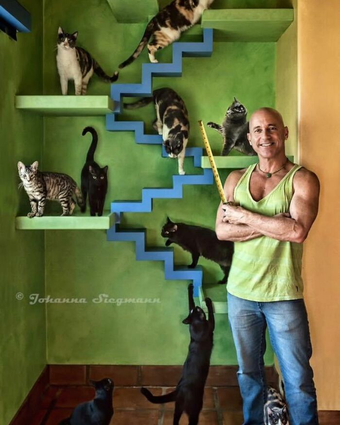 Este hombre diseñó la casa perfecta para sus más de 20 gatos rescatados