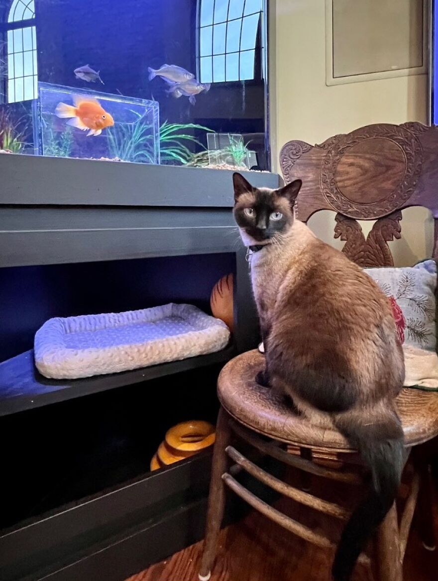 This Cat Received His Very Own Custom-Made Aquarium That Allows Him To Safely Watch And Interact With Fish This Cat Received His Very Own Custom-Made Aquarium That Allows Him To Safely Watch And Interact With Fish