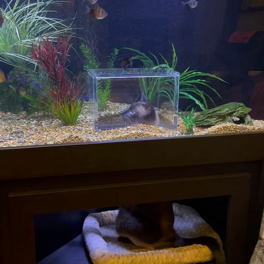 This Cat Received His Very Own Custom-Made Aquarium That Allows Him To Safely Watch And Interact With Fish
