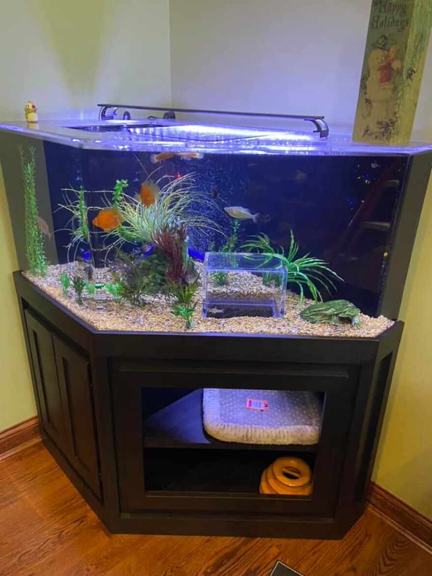 This Cat Received His Very Own Custom-Made Aquarium That Allows Him To Safely Watch And Interact With Fish This Cat Received His Very Own Custom-Made Aquarium That Allows Him To Safely Watch And Interact With Fish