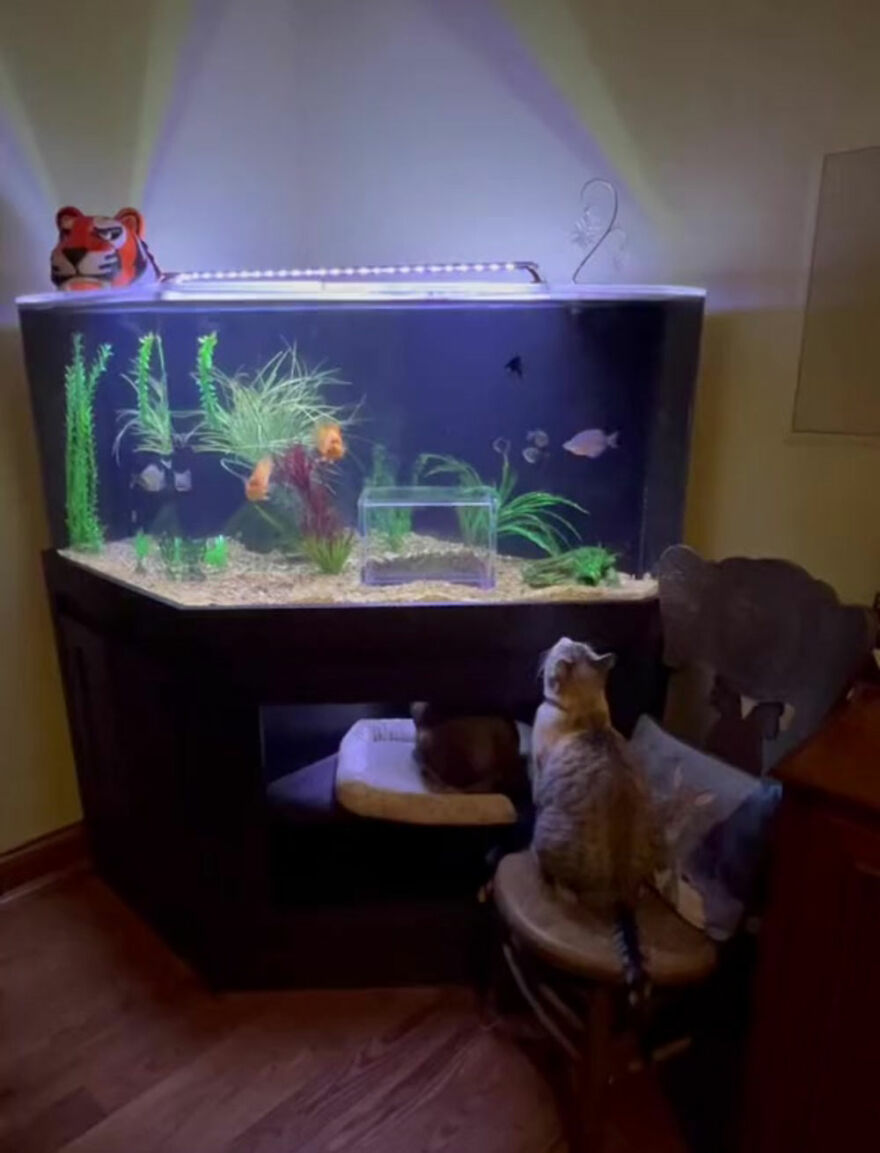 Este gato tiene su propio acuario hecho a medida que le permite observar a los peces de forma segura