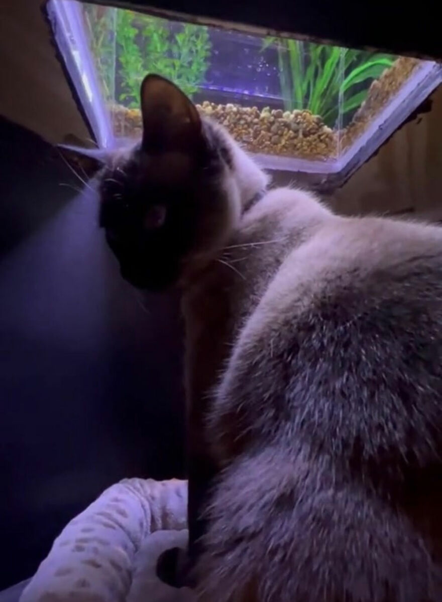 This Cat Received His Very Own Custom-Made Aquarium That Allows Him To Safely Watch And Interact With Fish This Cat Received His Very Own Custom-Made Aquarium That Allows Him To Safely Watch And Interact With Fish