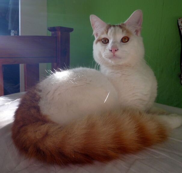 Turkish-Van-Cats-3-620516e18d8d5.jpg