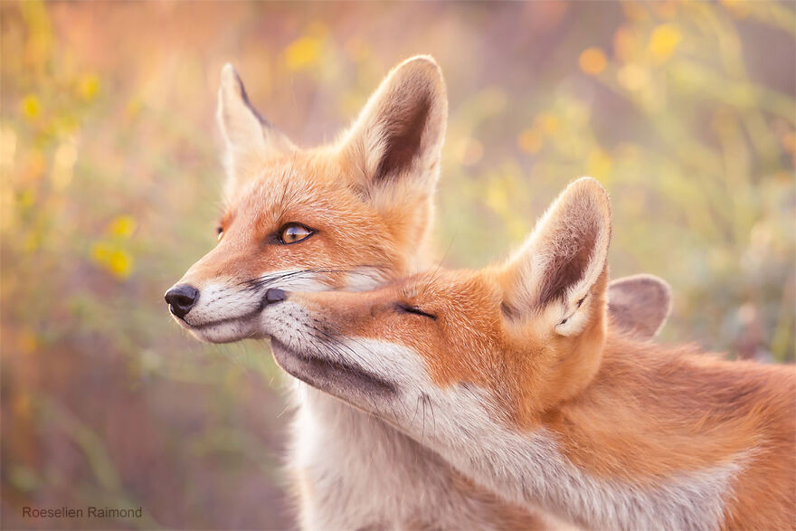 Pure Foxy Love