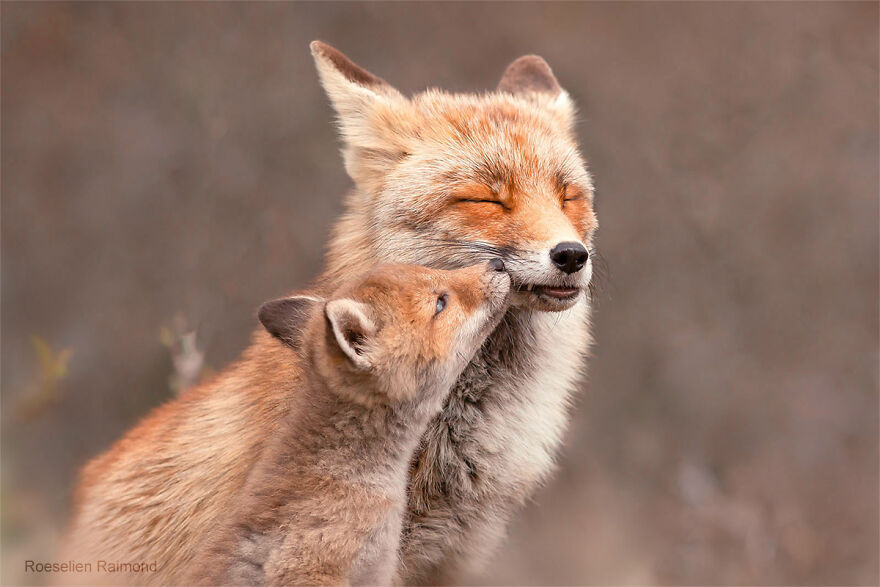 A Foxy Kiss For The Best Mom Ever