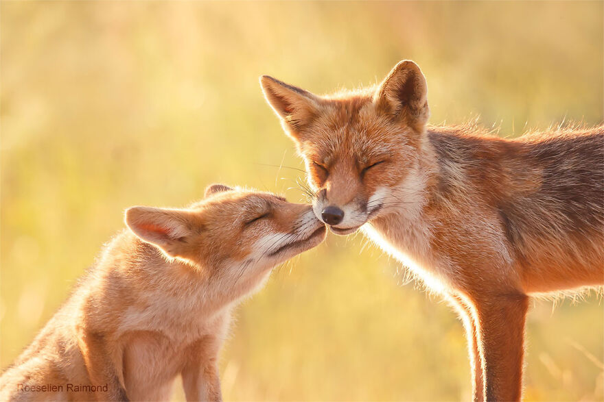 Nose Kissing