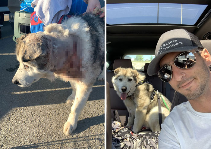 Man Adopts Abandoned Senior Husky And Sheds Light On Important Issues