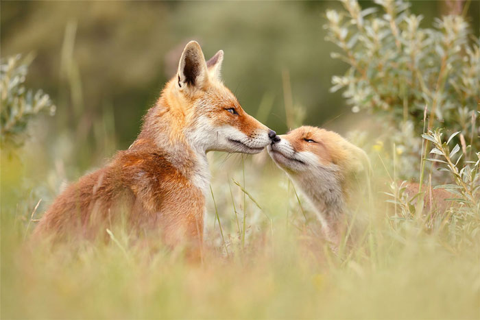 My 29 Photos Of Foxes Showing Love Might Just Be The Thing You Need For This Valentine’s Day