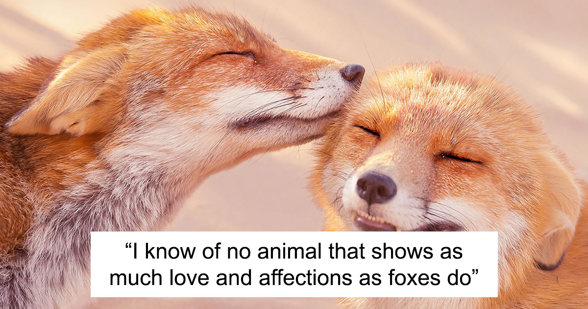 My 29 Photos Of Foxes Showing Love Might Just Be The Thing You Need For This Valentine S Day