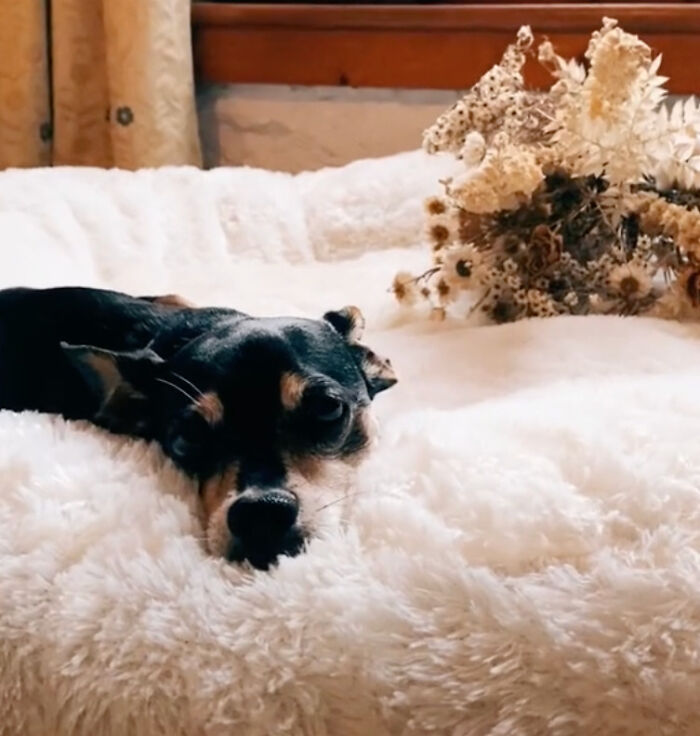 Neurodivergent Couple Throws A Sensory-Friendly Wedding So Cute And Relaxed, It Made People Wonder If That Shouldn't Be The Norm Neurodivergent Couple Throws A Sensory-Friendly Wedding So Cute And Relaxed, It Made People Wonder If That Shouldn't Be The Norm