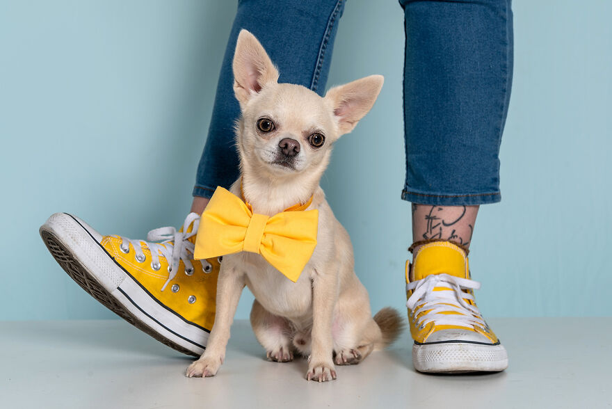 Casual Chihuahua In A Yellow Mood