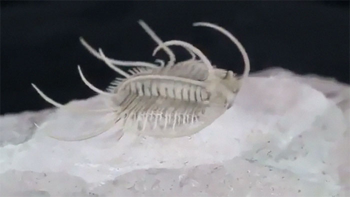 This Is A 480 Million Year Old Boedaspis Trilobite Fossil. Over A Month Of Preparation Work Went Into Extracting It From The Surrounding Limestone By A Master Fossil Preparitor, Using Air Abrasives Under Microscope