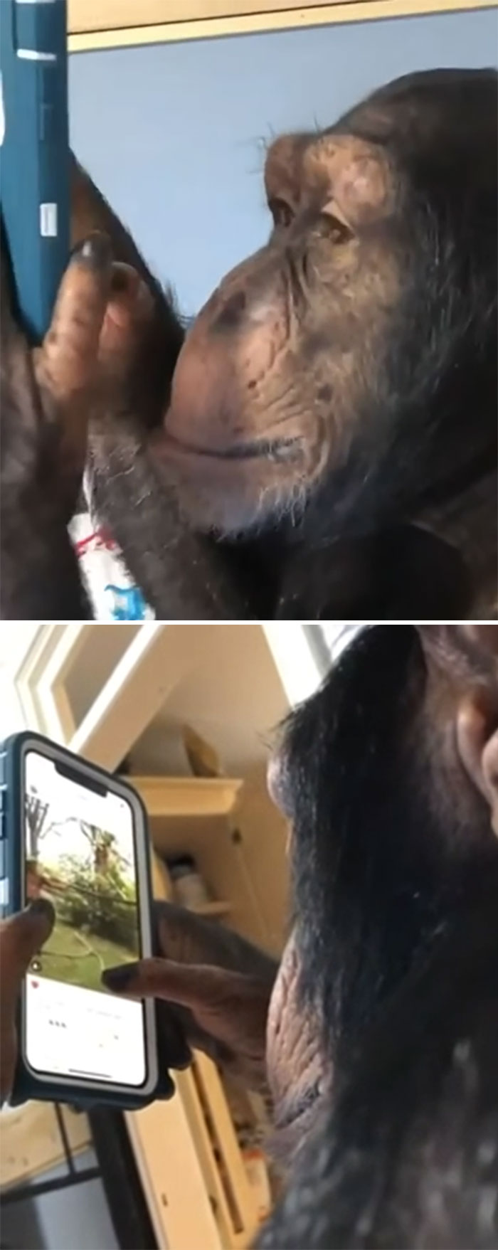 Ape Using A Smartphone