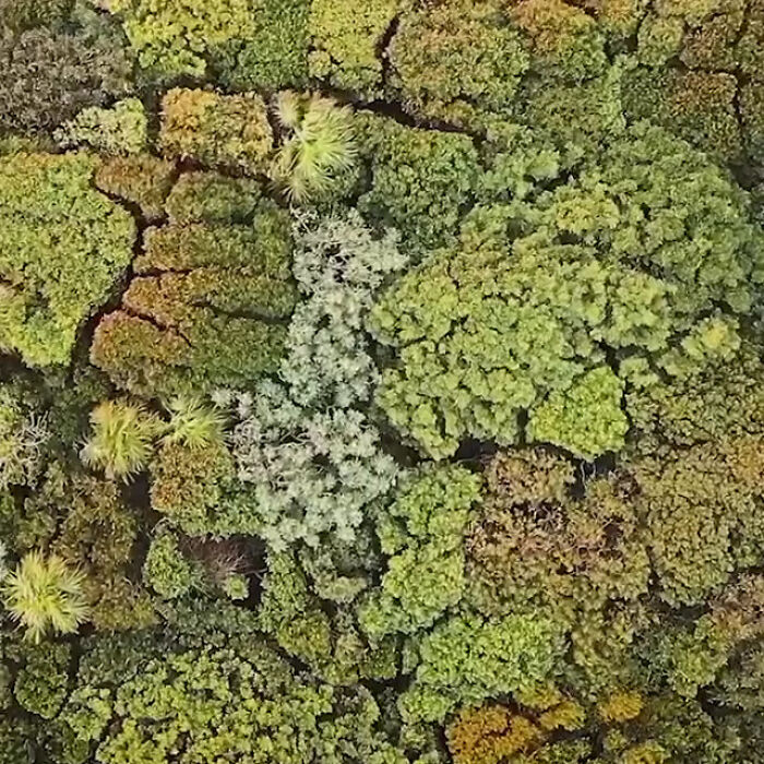 The Way Forest Looks From The Sky