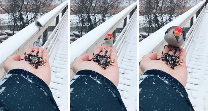 When A Wild Bird Decides To Trust A Human