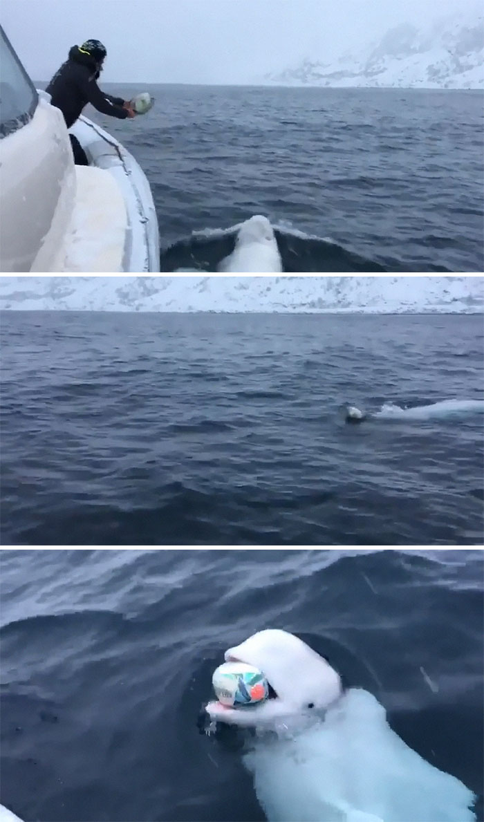 Beluga Whale Playing Fetch With A Rugby Ball