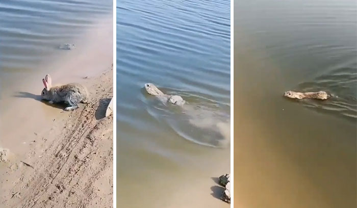 I Was Today Years Old When I Learned Rabbits Could Swim