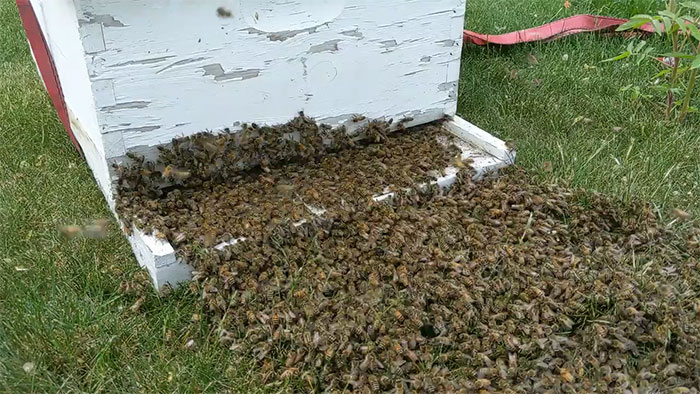 I Caught This Honeybee Swarm A Few Weeks Ago. I Set The Hive Next To The Bees And They Walked In