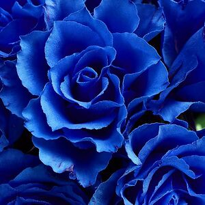 claire-mundy5 avatar