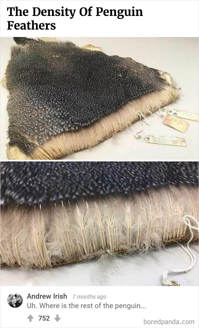 Bored Panda's Hall Of Fame