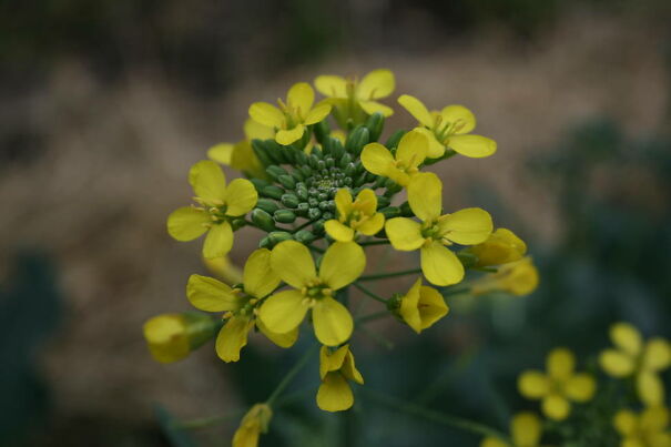 broccoli_flowers_bloominthyme-6217d0fc90916.jpg