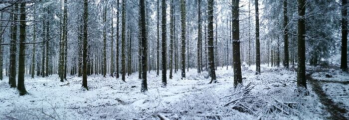 Panorama In A Snow Forest Of Pine