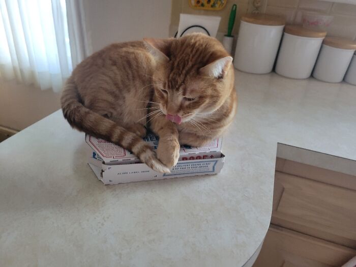 Ginger Cat Blep On Pizza Box