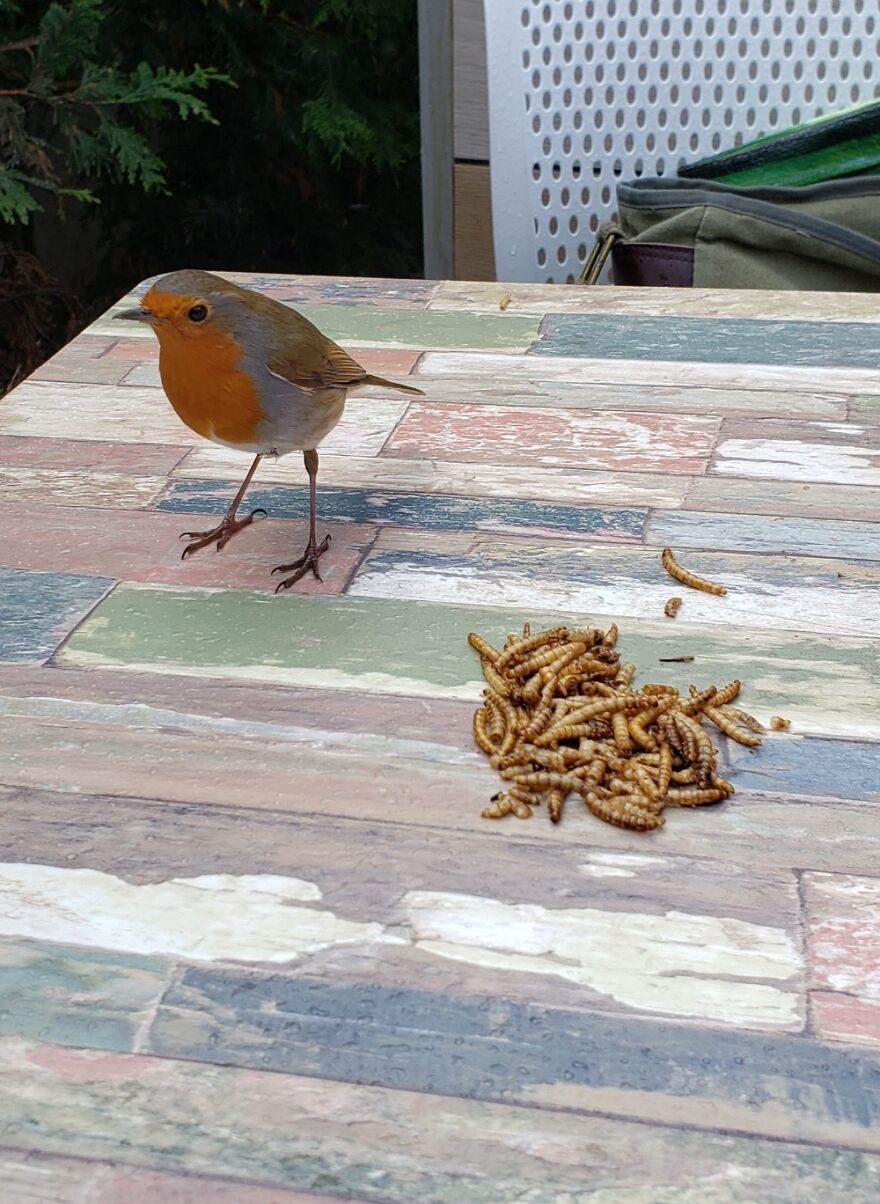 A Regular Visitor To My Table In The Pub Garden.