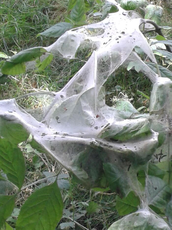Some Kind Of Spider Webbing In The Woods Near My House ....