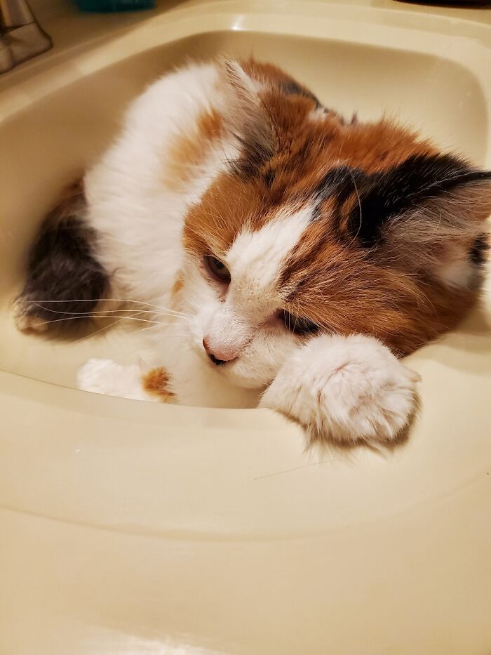 Almost 19 Years Old And My Sweetie-Pie Just Found The Bathroom Sink!