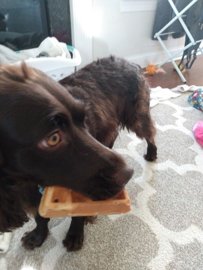 Doggo With Waffle, She Buried It In The Backyard Later