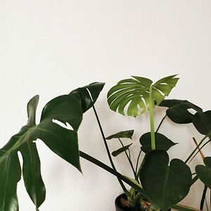 alinaschiffer avatar