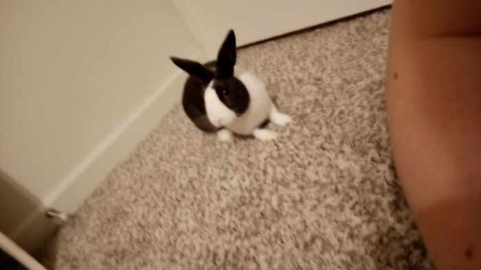 My Best Friends Pet Rabbit Grayson